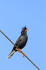 Great Myna